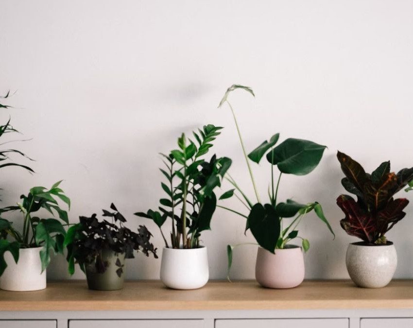 vasos, em cima de uma bancada, mostram 7 vasos com plantas diferentes