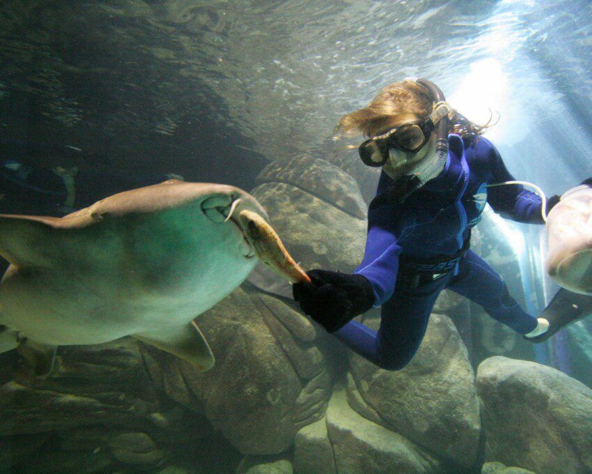 Imagem de uma mulher fazendo um mergulho interativo com animais marinhos.