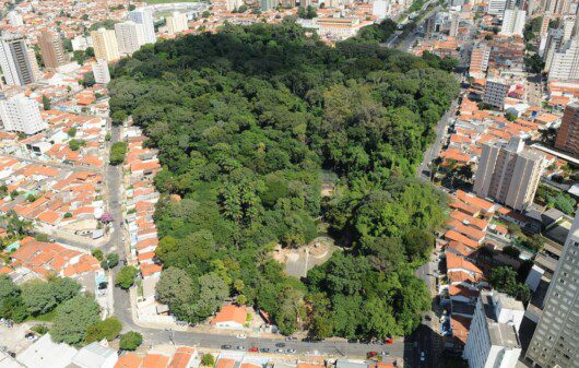 Foto que ilustra matéria sobre o Bosque dos Jequitibás em Campinas mostra uma visão do parque vista do alto, uma área muito arborizada em meio a casas e prédios.