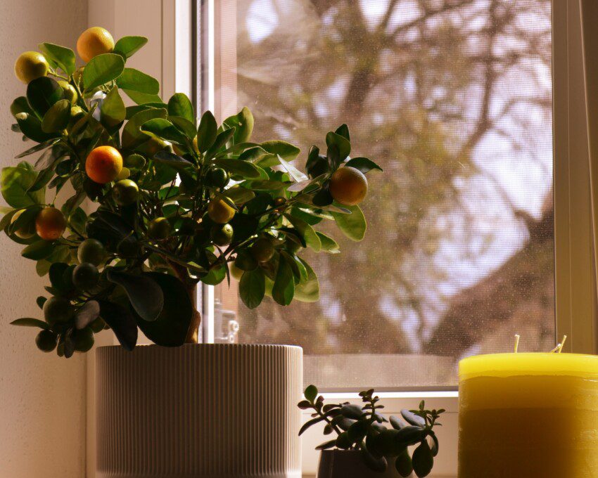 vaso de planta com uma laranjeira, vasos decorativos e vela.