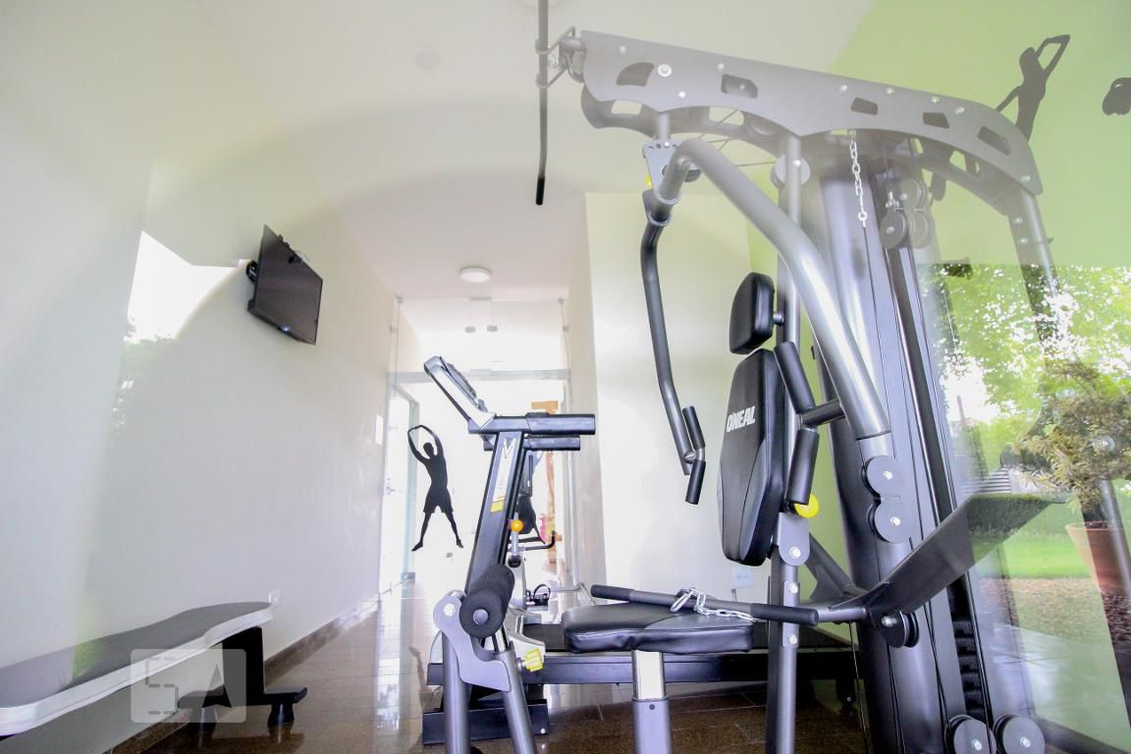 academia - Eucalipto