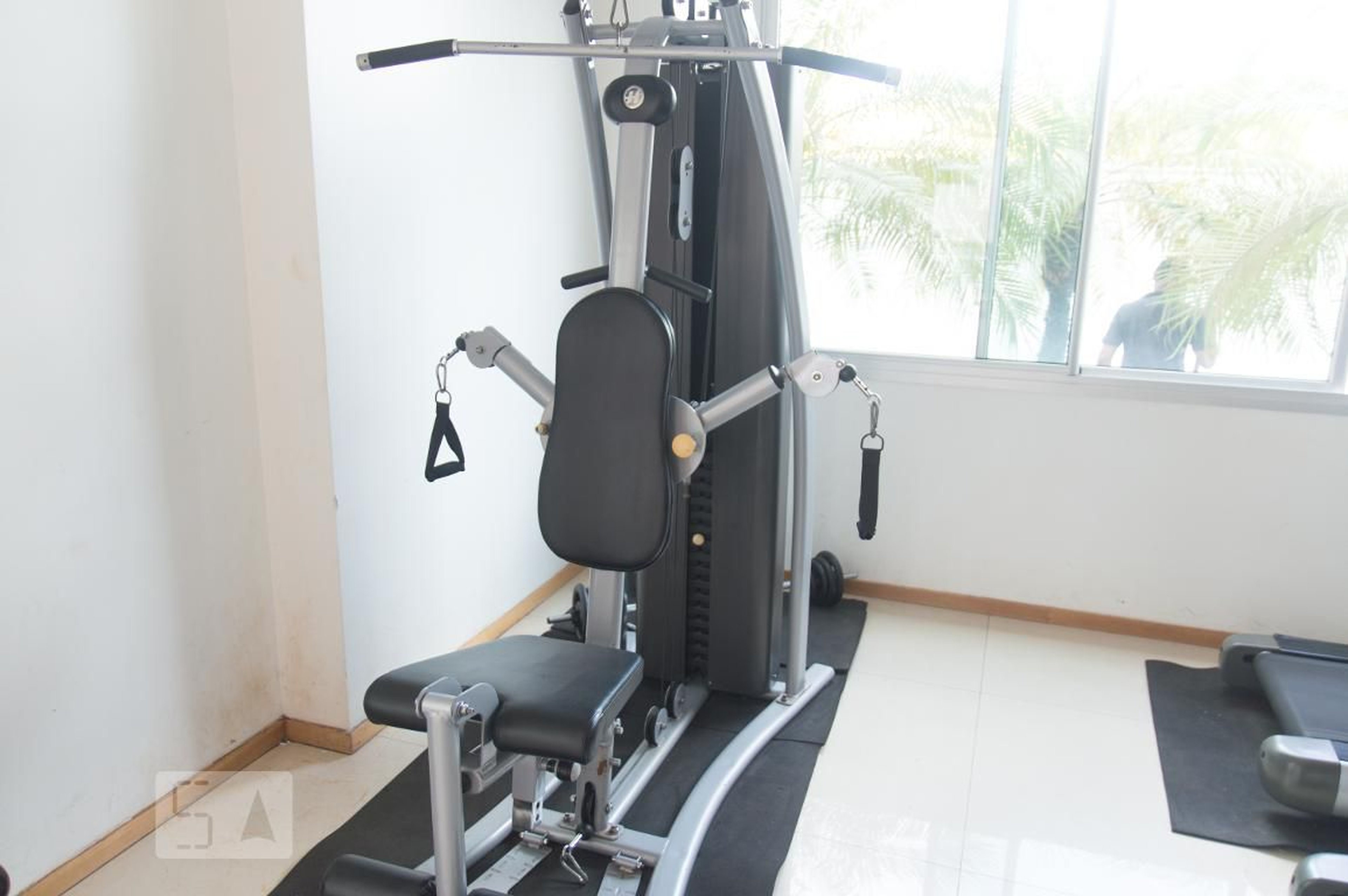 Academia - Blue Tree Jade