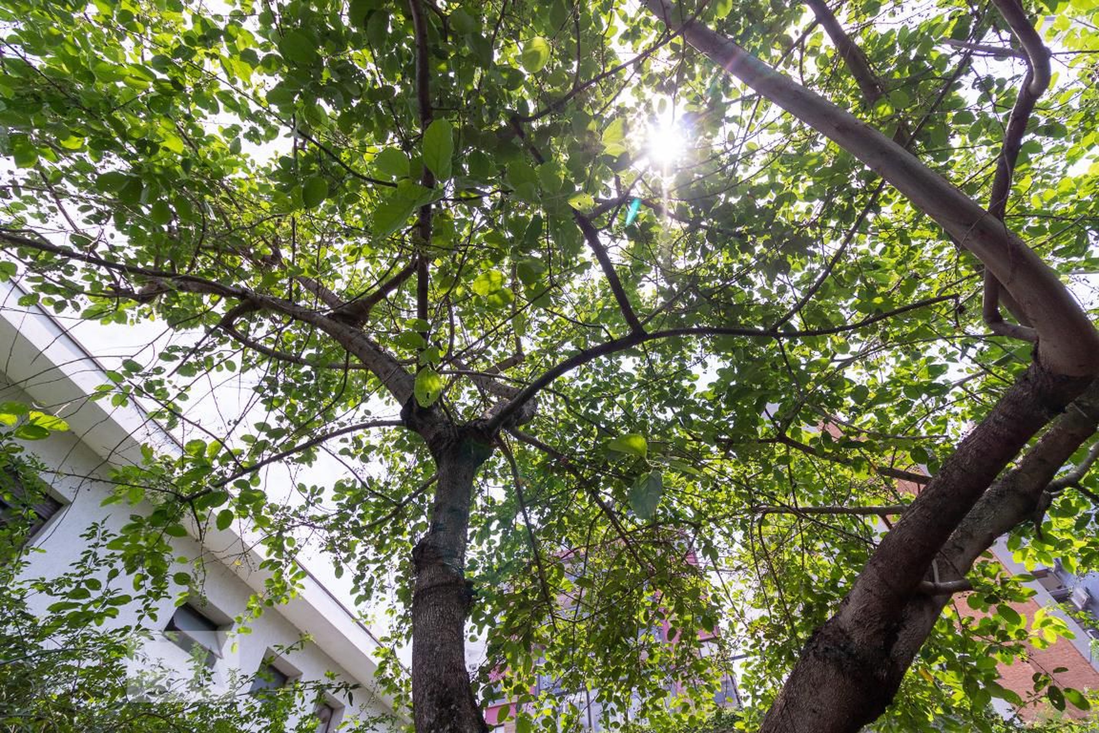 Espaço pet - Autoria Madalena