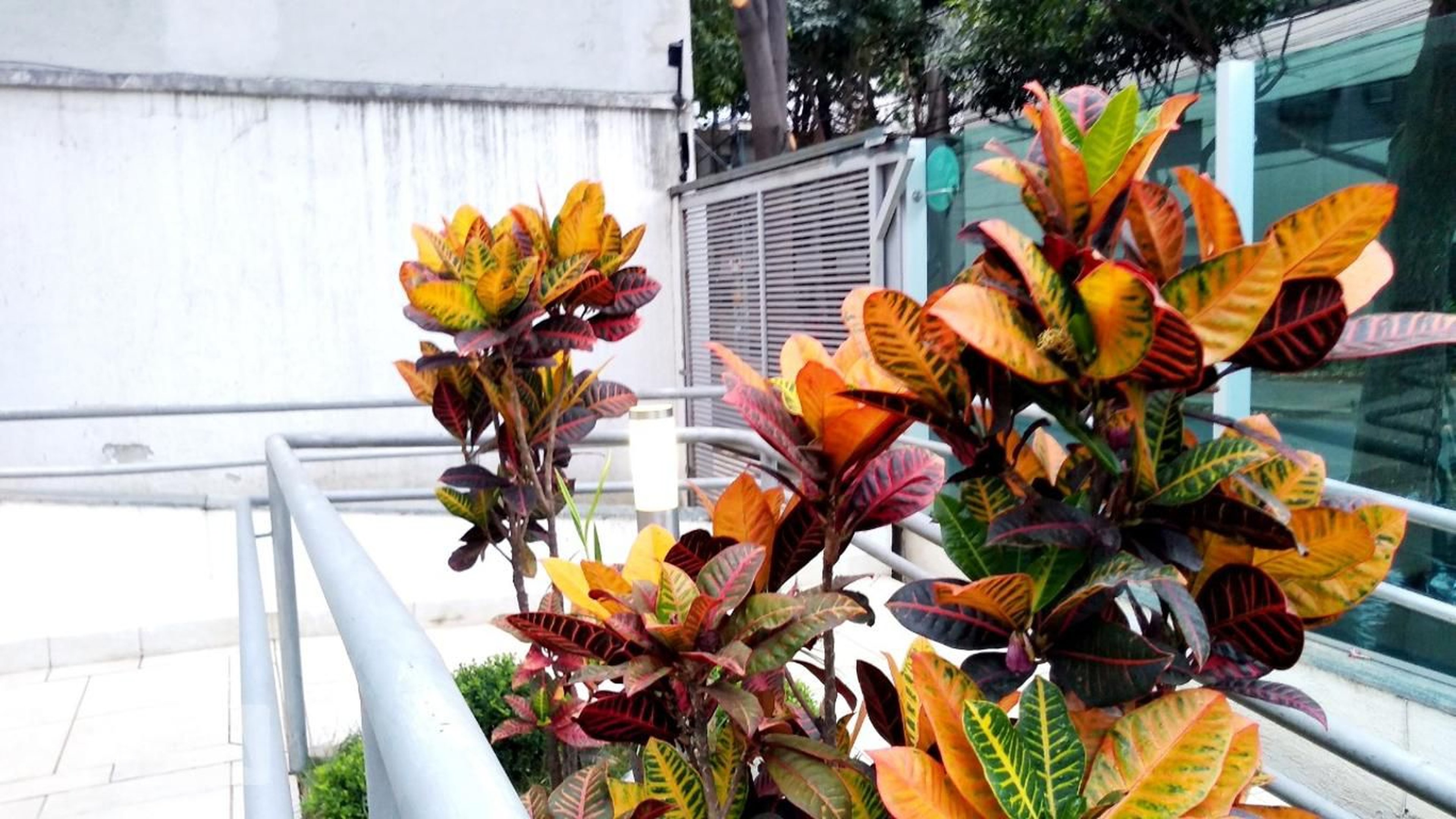 Área externa - Edifício D. Tita Magalhães