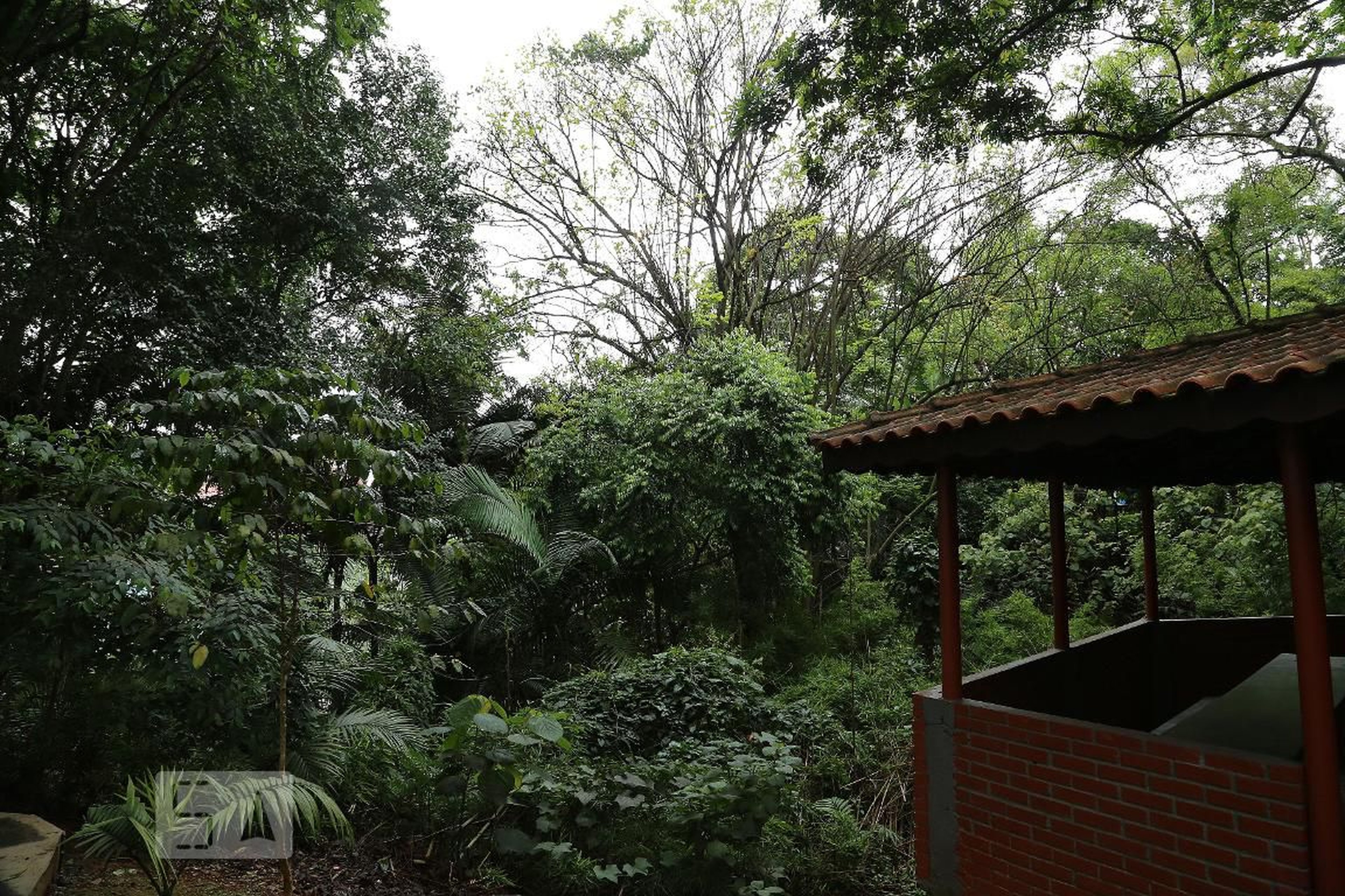 Área Externa - Floresta Campo Limpo