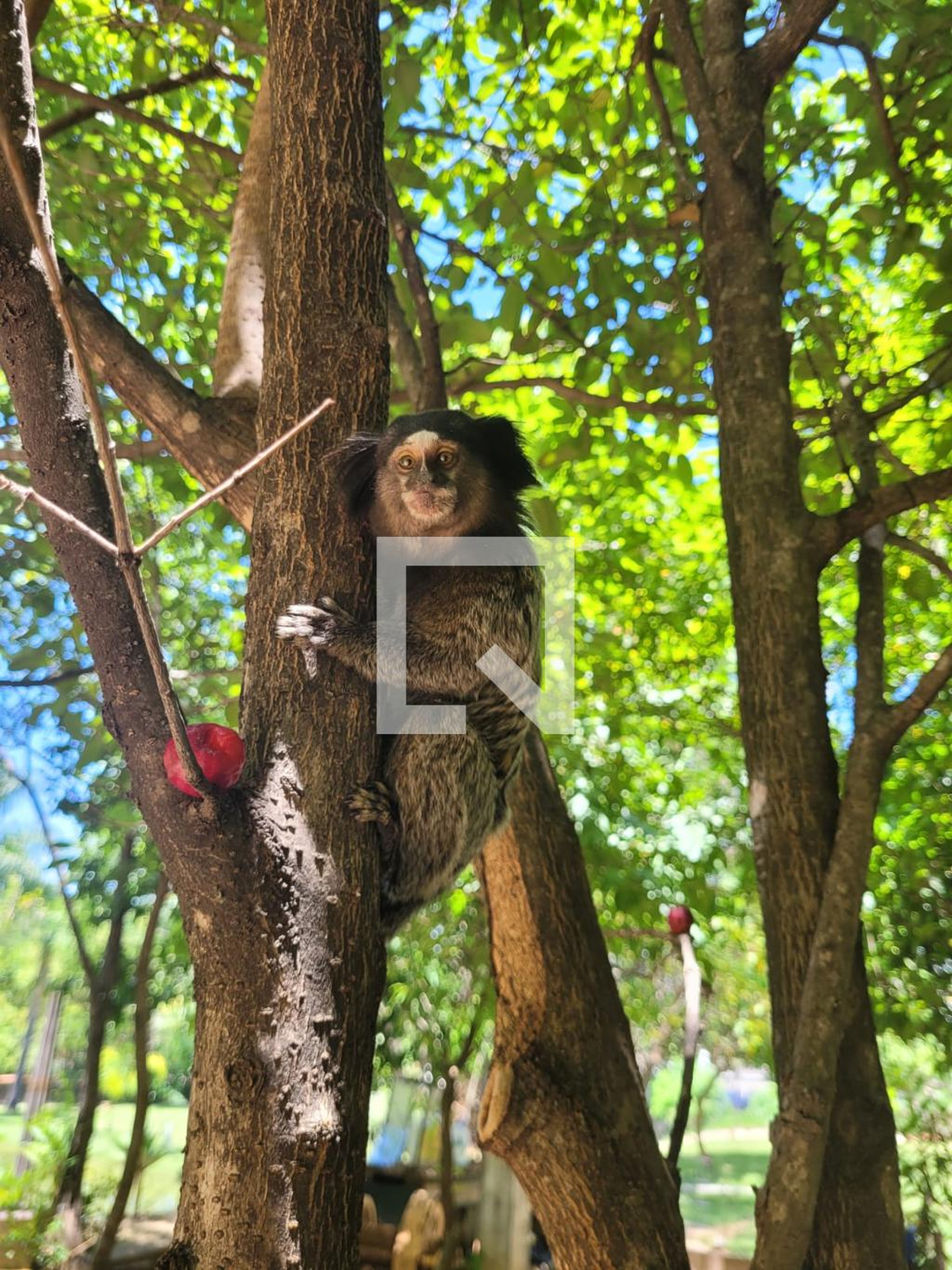 Área comum - Ilhas do Pacifico - Vila Teixeira