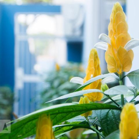 Casa à venda com 354m², 3 quartos e 3 vagasJardim