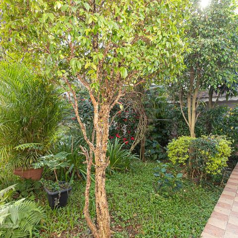 Casa à venda com 279m², 4 quartos e 4 vagasQuintal