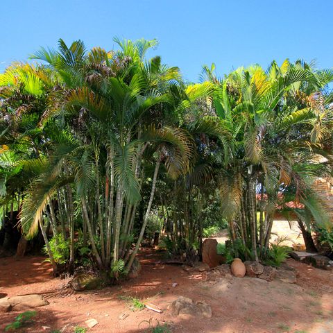 Casa à venda com 800m², 5 quartos e 10 vagasQuintal