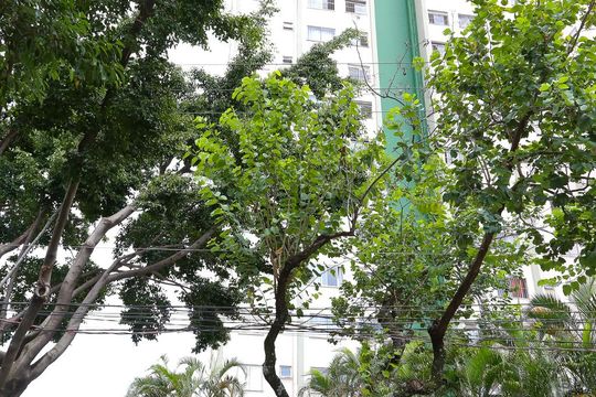 Fachada de apartamento para alugar com 2 quartos, 60m² em Parque Novo Mundo, São Paulo