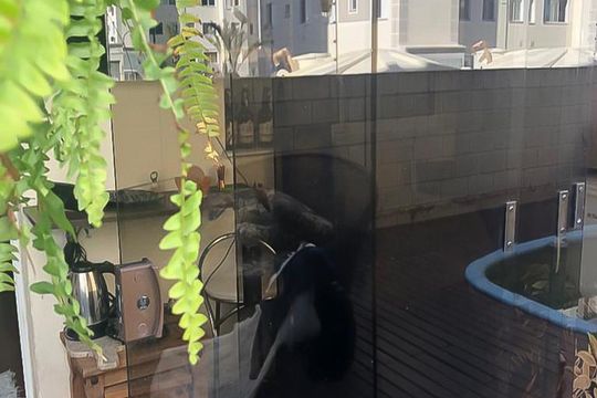 Área externa de apartamento à venda com 3 quartos, 75m² em Humaitá, Porto Alegre