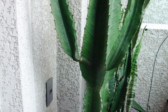 Varanda de apartamento à venda com 2 quartos, 49m² em Parque Novo Mundo, São Paulo