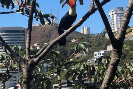 Quintal de casa para alugar com 4 quartos, 290m² em Santa Lúcia, Belo Horizonte