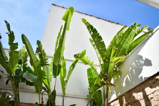 Quintal de casa para alugar com 2 quartos, 100m² em Vila Clementino, São Paulo