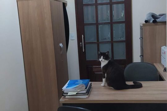 Sala de casa à venda com 4 quartos, 221m² em Anchieta, São Bernardo do Campo