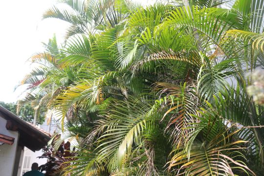 Quintal de casa à venda com 3 quartos, 261m² em Santo Antônio, São Caetano do Sul