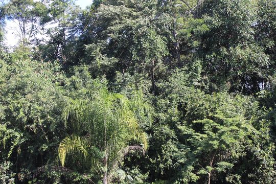 Vista de apartamento para alugar com 2 quartos, 43m² em Recanto Vista Alegre, Cotia