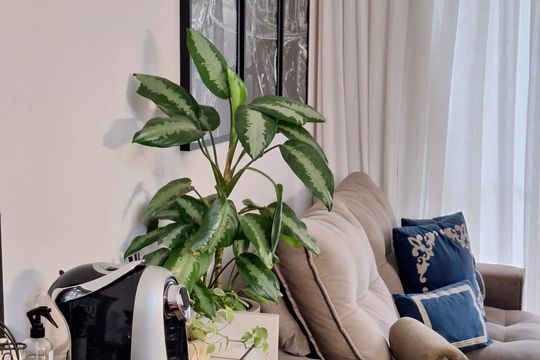 Sala de apartamento à venda com 3 quartos, 71m² em Nucleo Residencial Celia Mota, Barueri
