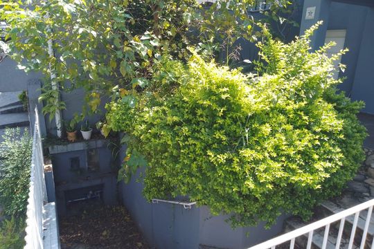 Quintal de casa para alugar com 7 quartos, 170m² em Vila Campesina, Osasco