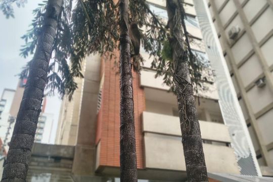 Apartamento à venda com 3 quartos, 179m² em Cambuí, Campinas