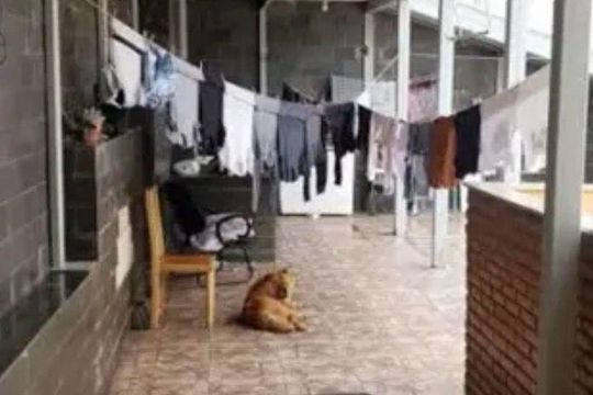 Área externa de casa para alugar com 3 quartos, 320m² em Renascença, Belo Horizonte