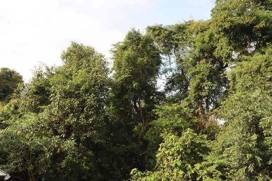 Casa de Condomínio para alugar com 2 quartos, 60m² em Parque Rincao, Cotia