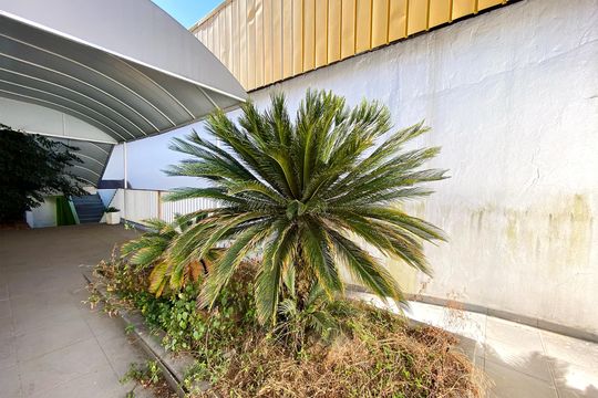 Jardim de casa para alugar com 4 quartos, 380m² em Coração Eucarístico, Belo Horizonte