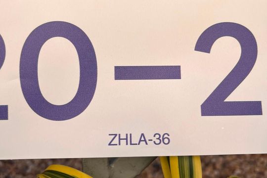 ZHLA-36 de apartamento à venda com 3 quartos, 70m² em Buritis, Belo Horizonte