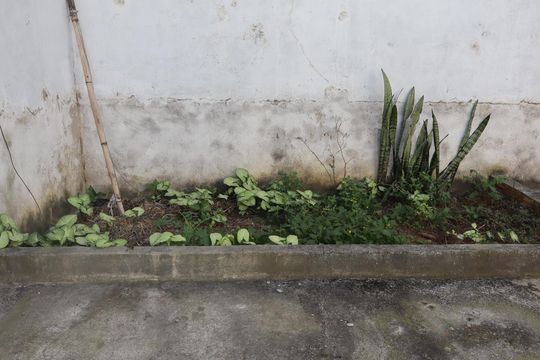 Quintal de casa à venda com 2 quartos, 263m² em Vila Mendes, São Paulo