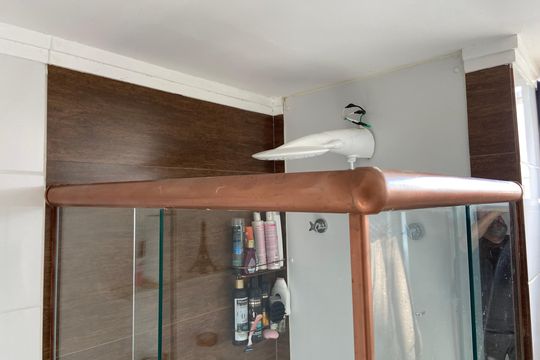 Banheiro de apartamento para alugar com 2 quartos, 45m² em Parque Ipe, São Paulo