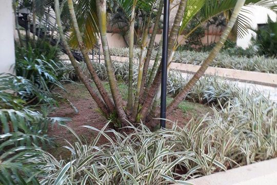 Área externa de apartamento para alugar com 3 quartos, 67m² em Jabaquara, São Paulo