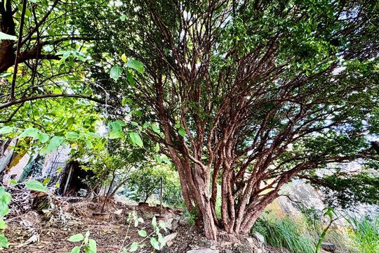 Área externa de casa à venda com 3 quartos, 260m² em Lagoinha, Belo Horizonte