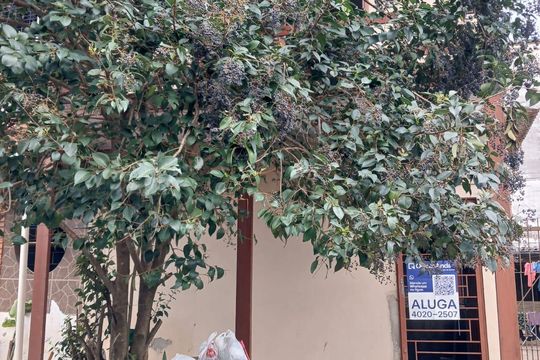 Fachada de casa para alugar com 1 quarto, 30m² em Guajuviras, Canoas