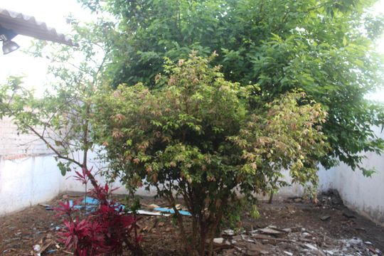 Jardim de casa à venda com 2 quartos, 400m² em Santa Maria, São Caetano do Sul
