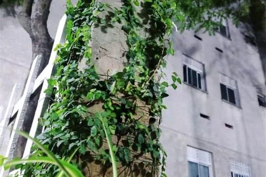 Apartamento à venda com 2 quartos, 36m² em Jardim Sao Joao (Jaragua), São Paulo