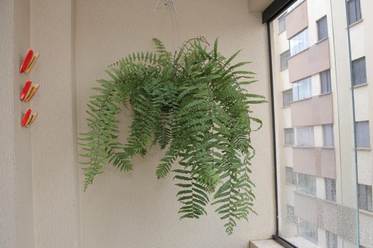 Sacada da sala de apartamento à venda com 2 quartos, 56m² em Jardim Aricanduva, São Paulo