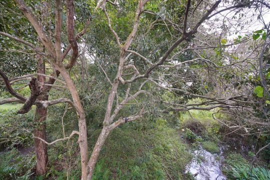 Vista do Quarto  de apartamento para alugar com 1 quarto, 42m² em Cachoeira do Bom Jesus, Florianópolis