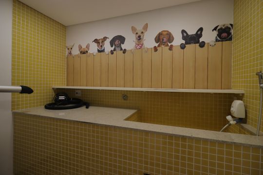Área Comum - Dog Wash de apartamento para alugar com 2 quartos, 65m² em Campestre, Santo André
