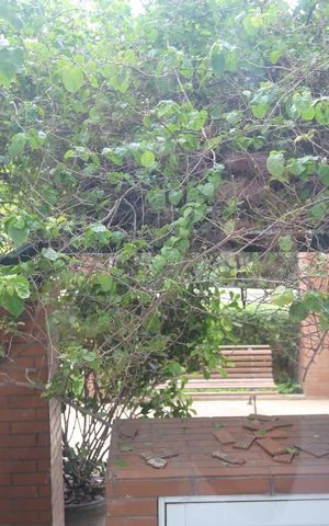 Apartamento para alugar com 74m², 3 quartos e 1 vagaVista da Área de Serviço