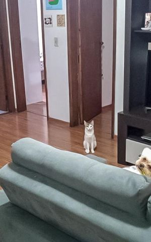 Apartamento à venda com 52m², 2 quartos e 1 vagaSala