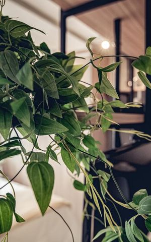 Studio para alugar com 30m², 1 quarto e 1 vagaDetalhe
