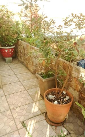 Casa à venda com 255m², 3 quartos e 6 vagas Casa à venda com 255m², 3 quartos e 6 vagasQuintal