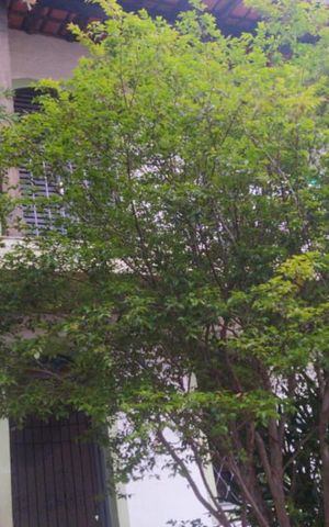 Casa à venda com 50m², 3 quartos e sem vaga Casa à venda com 50m², 3 quartos e sem vagaQuintal