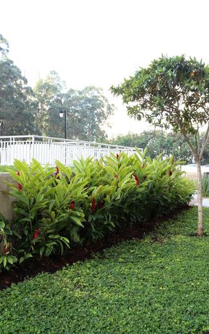 Apartamento à venda com 68m², 2 quartos e 1 vagaÁrea comum - Piscina