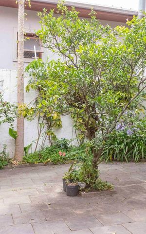 Casa à venda com 296m², 3 quartos e 3 vagasExterno fundos
