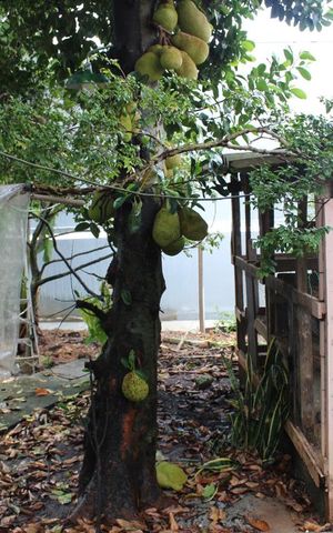 Casa à venda com 500m², 3 quartos e 4 vagasquintal