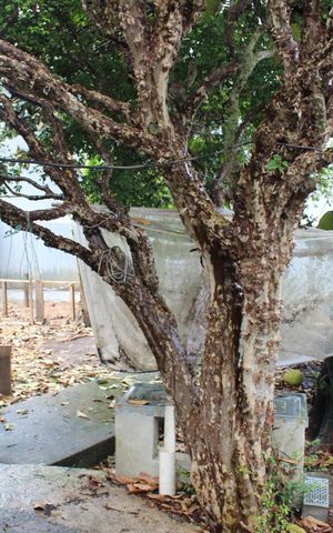 Casa à venda com 500m², 3 quartos e 4 vagasquintal