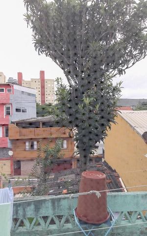 Casa à venda com 230m², 4 quartos e sem vaga Casa à venda com 230m², 4 quartos e sem vagaVista do Quarto 3