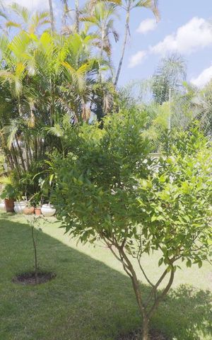 Casa à venda com 490m², 3 quartos e 6 vagasJardim