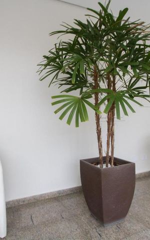 Apartamento à venda com 74m², 2 quartos e 1 vagaHall